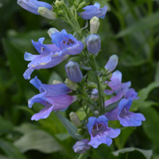 Penstemon Heavenly Blue